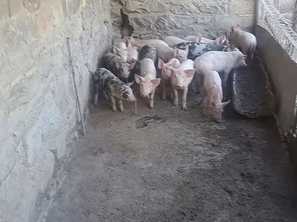 Säue, Schweine