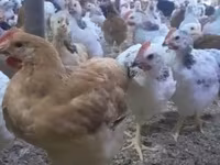 Chickens — फ़ोटो 1