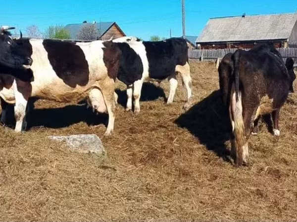 Kuh, Russian Black pied cattle