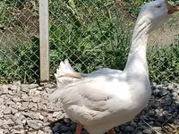 Geese — 2-rasm