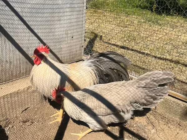 Leghorn
