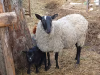 Oveja, Romanov sheep — foto 2