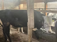 Bulle, Latvian Blue cattle — Foto 6
