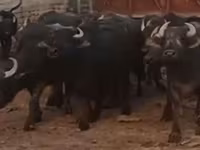 मवेशी (लॉट, लिंग निर्दिष्ट नहीं), अफ्रीकी भैंस — फ़ोटो 1