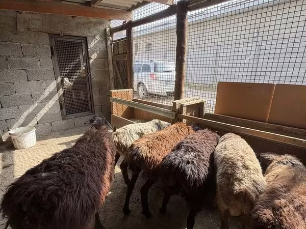 Qoç, Qoyunlar