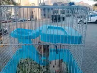 Hamster sağlam balalardır Qəfəs ilə bir yerdə satılır çatdırılma var — foto 3