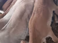 Bulle, Simmental cattle — Foto 1