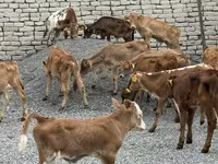 सांड, मवेशी — फ़ोटो 1