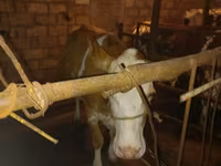 İnək, Simmental cattle — foto 2