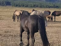公马, New Altai Horse — 照片 3