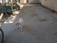 मेढ़ा, भेड़ — फ़ोटो 3
