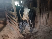 Kuh, Holstein-Rasse — Foto 2