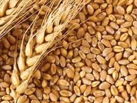 Şamaxıda yerli mehsul qara torpaqda yetişmiş yüksək keyfiyyətli arpa — 1-rasm