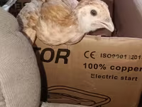 Chickens — 2-сурет