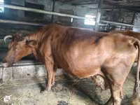 Сиыр, Russian Black pied cattle — 3-сурет