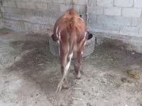 公牛, Swiss cattle — 照片 2