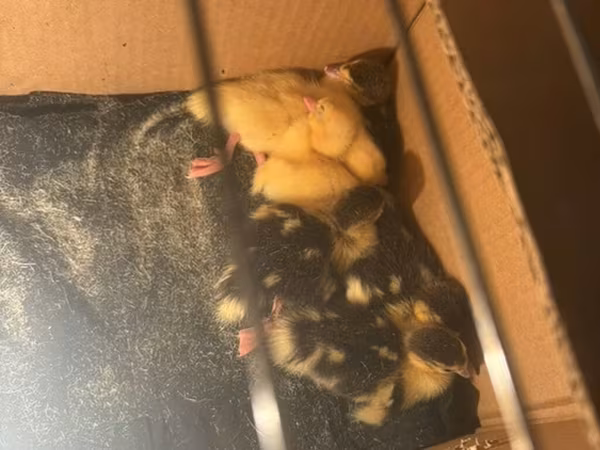 Ducks