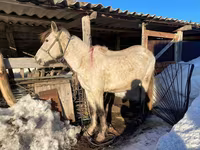 घोड़ी, Kazakh horse — फ़ोटो 4