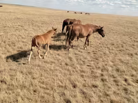 Hengst, Kazakh horse — Foto 2