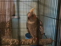 Məhsul: Nimfa papuqayları (Cockatiel) və qəfəs dəsti Təsvir: - — الصورة 1