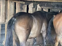 فرس, Horse breed — الصورة 2