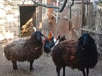 نعجة, Karabakh sheep — الصورة 4