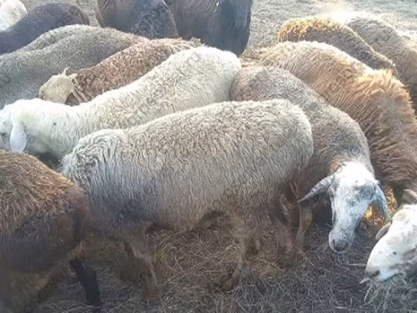 Қошқар, Kuibyshev sheep