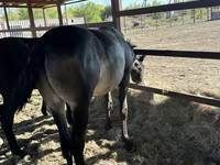 Caballos (lote, sexo no especificado), Caballos — foto 3