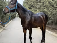 Hengst, Thoroughbred horse — Foto 8