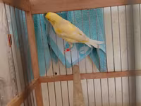 Bülbül satlı — Foto 2