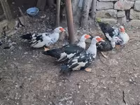 Ducks — الصورة 2