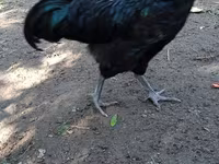 Chickens — 2-сурет