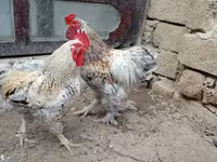 براهما — الصورة 1