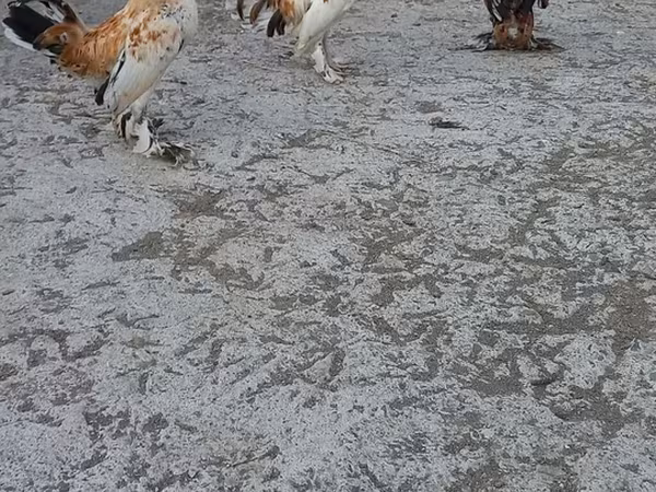 Japanisches Bantam
