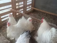 Chickens — Foto 8
