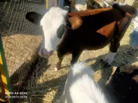 母牛, Kazakh White-headed cow — 照片 3