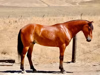 حصان, Quarter Horse — الصورة 2