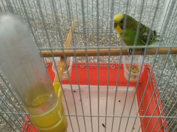 Dalğalı papağan və qəfəs dəsti - Növlə: Dalğalı papağan (budgerigar)