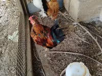 Chickens — 1-сурет