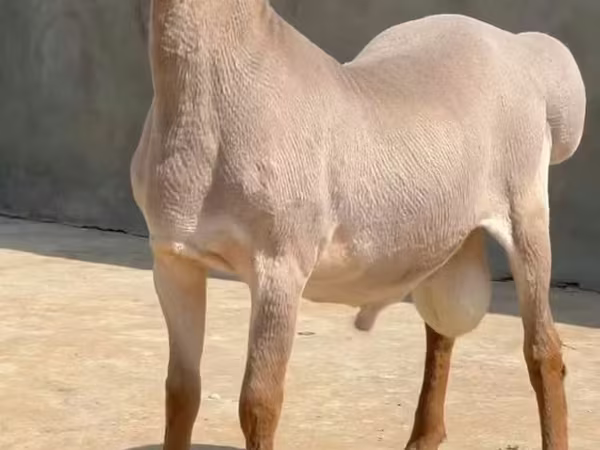 Qoç, Rhon sheep