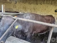 公牛, Red Estonian cattle — 照片 4
