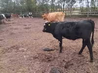 Vaca, Ganado vacuno — foto 7