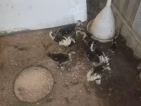 Ducks — foto 1