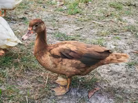 Ducks — foto 3