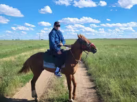 Hengst, Thoroughbred horse — Foto 1