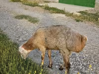 Widder, Schafe — Foto 1