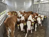 ثور, Simmental cattle — الصورة 1