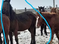 Stute, Horse breed — Foto 4