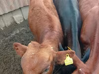 Buğa, Russian Black pied cattle — foto 3