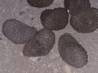 Saglam gumrah kirpiler cadirlma pulsuz Başlıq: Kirpi (canlı) Məhsul — 1-rasm